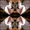 iFoxSoft Photo Collage Bildbearbeitung Logo