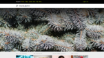 Morguefile Stockphotos Bilder Videos Alternative Screenshot 1